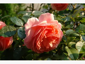 Ilustracja rośliny róża wielkokwiatowa 'duchess of cornwall'