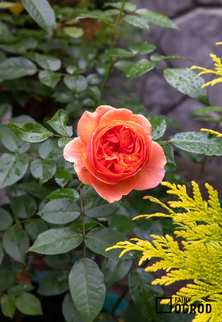 Róża 'Chippendale'