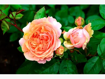 Róża wielkokwiatowa 'Duchess of Cornwall' - zdjęcie 4
