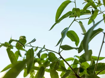 Eukaliptus cytrynowy - zdjęcie 2