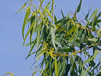 Eukaliptus cytrynowy - zdjęcie 3