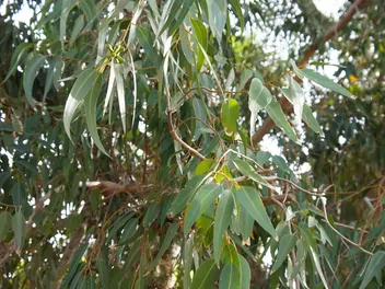 Eukaliptus cytrynowy - zdjęcie 4