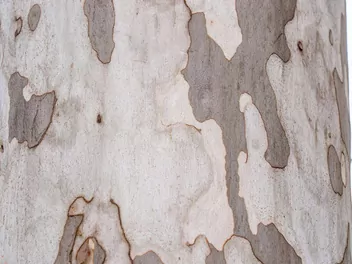 Eukaliptus cytrynowy - zdjęcie 5