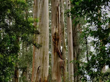 Eukaliptus królewski - zdjęcie 2