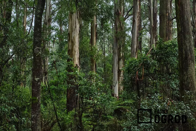 Eukaliptus królewski Eukaliptus królewski