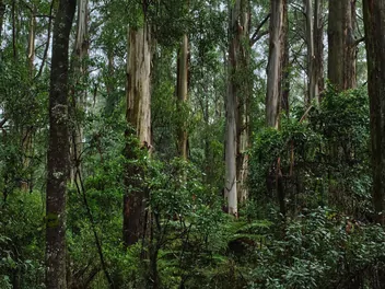 Eukaliptus królewski - zdjęcie 3