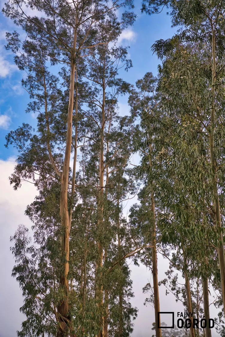 Eukaliptus królewski Eukaliptus królewski