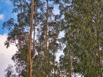 Eukaliptus królewski - zdjęcie 4