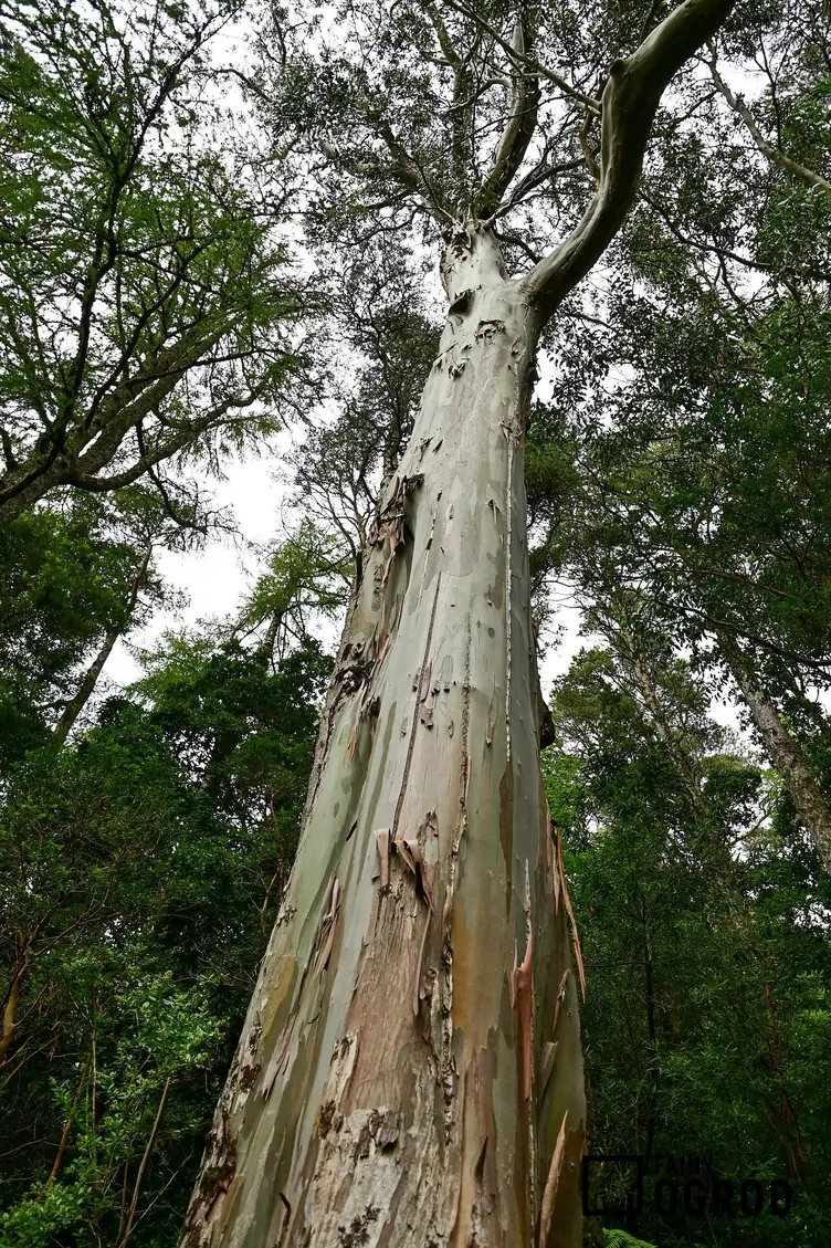 Eukaliptus królewski - zdjęcie 5 Eukaliptus królewski - zdjęcie 5
