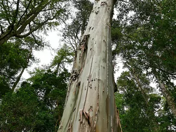 Eukaliptus królewski - zdjęcie 5