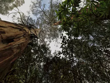 Zdjęcie ilustrujące eukaliptus królewski