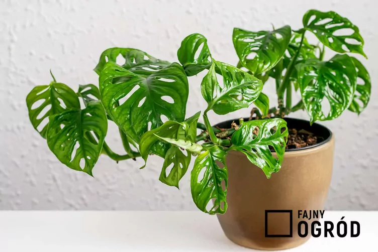 Monstera 'Monkey Mask'