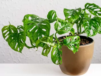 Zdjęcie ilustrujące monstera 'monkey mask'