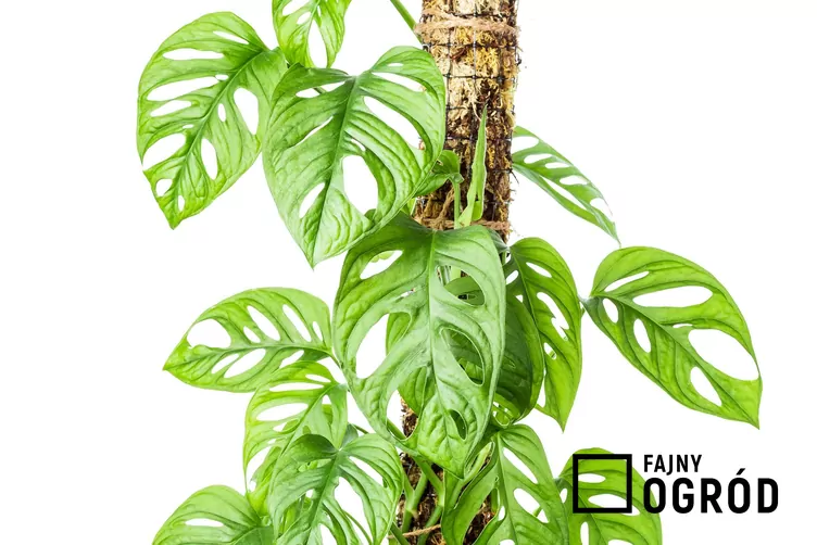 Monstera Adansona ‘Monkey Mask’ Monstera Adansona ‘Monkey Mask’