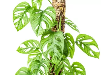 Monstera 'Monkey Mask' - zdjęcie 2