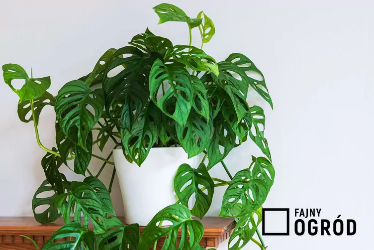 Monstera ‘Monkey Leaf’ Monstera ‘Monkey Leaf’