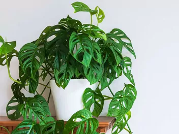 Monstera 'Monkey Mask' - zdjęcie 3