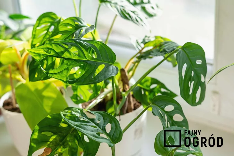 Monstera 'Monkey Mask' Monstera 'Monkey Mask'