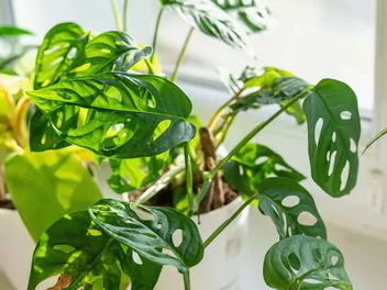 Monstera 'Monkey Mask' - zdjęcie 4