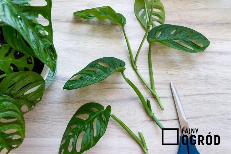 Monstera 'Monkey Mask' - zdjęcie 5 Monstera 'Monkey Mask' - zdjęcie 5