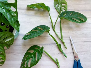 Monstera 'Monkey Mask' - zdjęcie 5