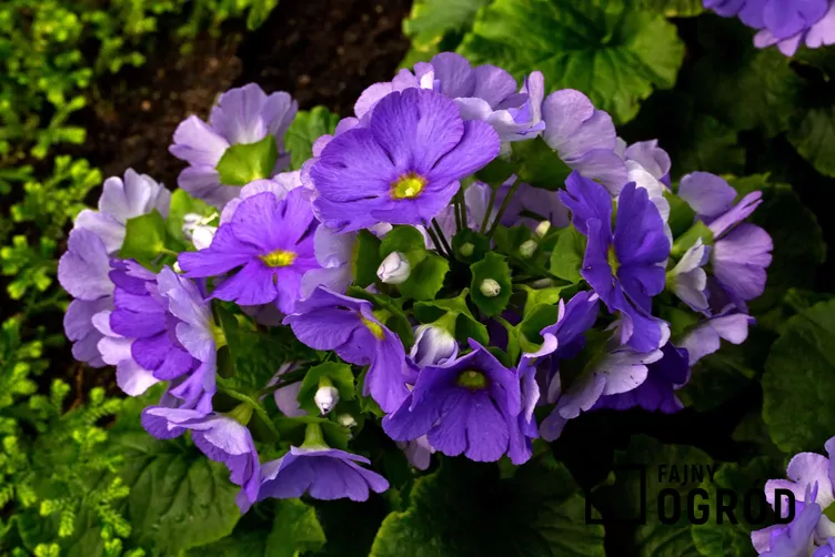 Pierwiosnek kubkowaty