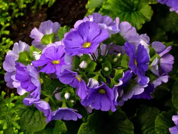 Ilustracja rośliny pierwiosnek kubkowaty