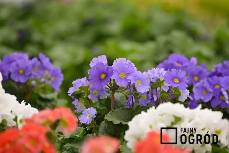 Pierwiosnek pokojowy Pierwiosnek pokojowy