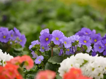 Pierwiosnek kubkowaty - zdjęcie 2