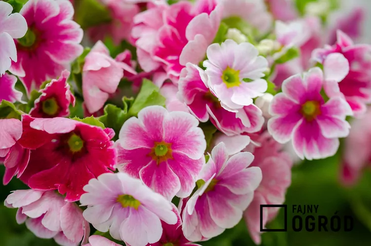 Prymulka pokojowa Prymulka pokojowa