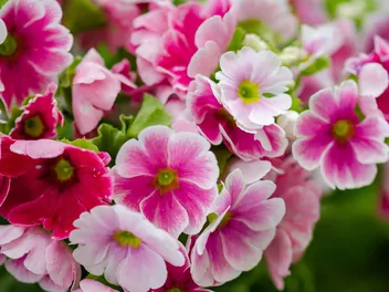 Pierwiosnek kubkowaty - zdjęcie 3