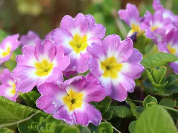 Pierwiosnek kubkowaty - zdjęcie 4