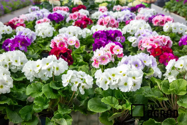 Pierwiosnek kubkowaty - zdjęcie 5 Pierwiosnek kubkowaty - zdjęcie 5