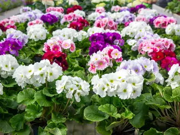 Pierwiosnek kubkowaty - zdjęcie 5