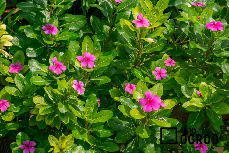 Barwinek różowy Barwinek różowy