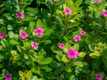 Katarantus różowy - zdjęcie 2