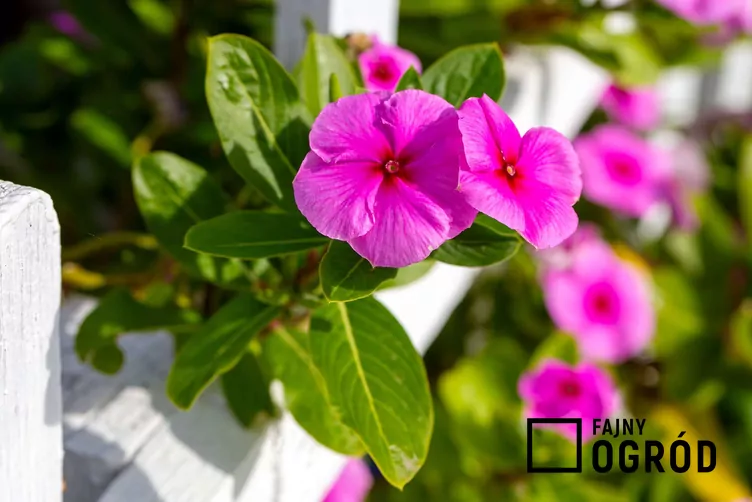 Zabarwian różowy Zabarwian różowy