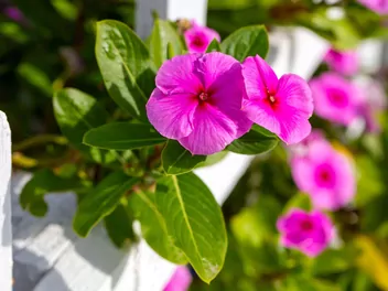 Katarantus różowy - zdjęcie 3