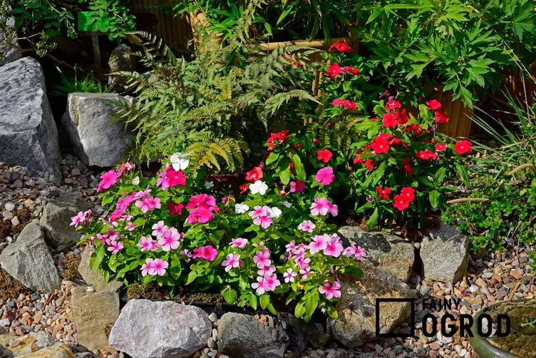 Katarantus różowy Katarantus różowy