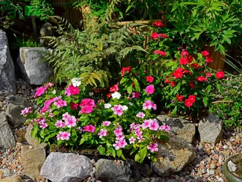 Katarantus różowy - zdjęcie 4