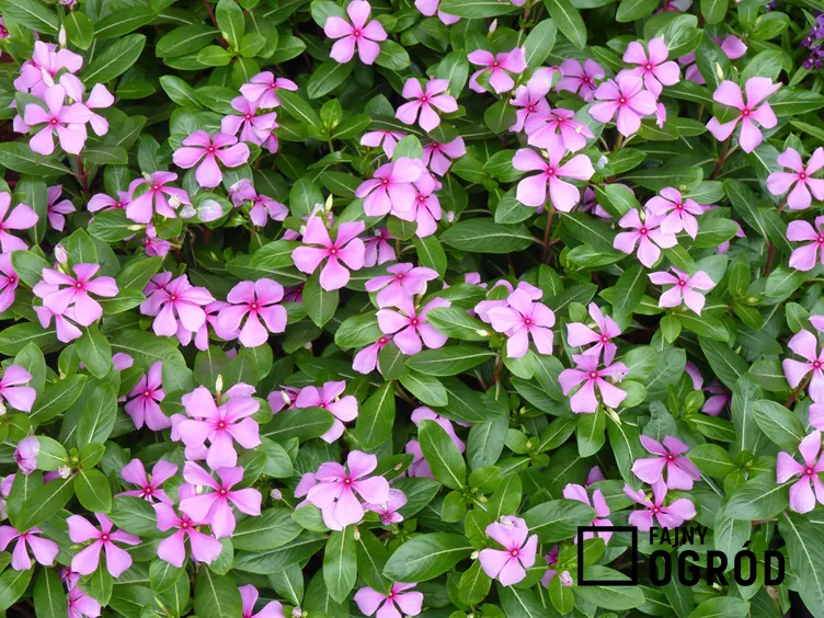 Katarantus różowy - zdjęcie 5 Katarantus różowy - zdjęcie 5
