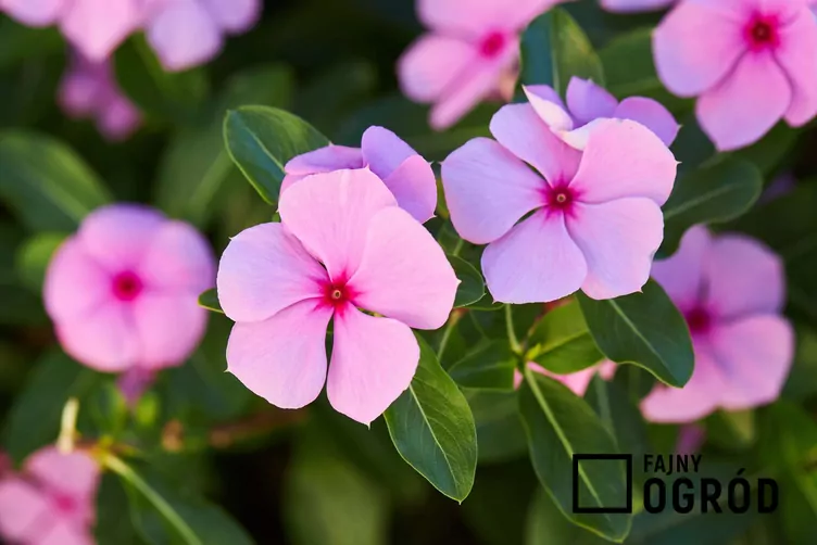 Katarantus różowy barwinek-rozowy-1