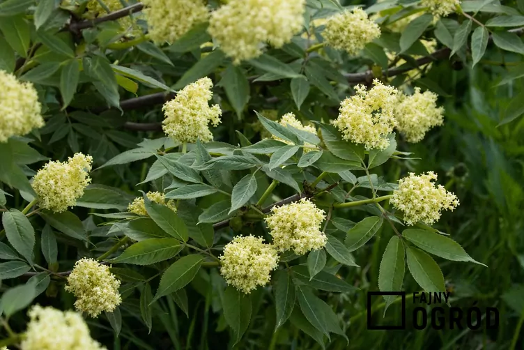 Bez koralowy - zdjęcie 5