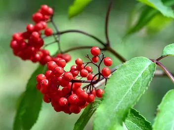 Ilustracja rośliny bez koralowy