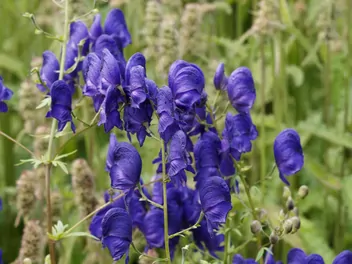 Ilustracja rośliny tojad fischera