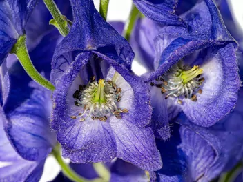 Tojad Fischera - zdjęcie 2