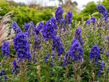 Tojad Fischera - zdjęcie 3