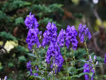 Tojad Fischera - zdjęcie 4