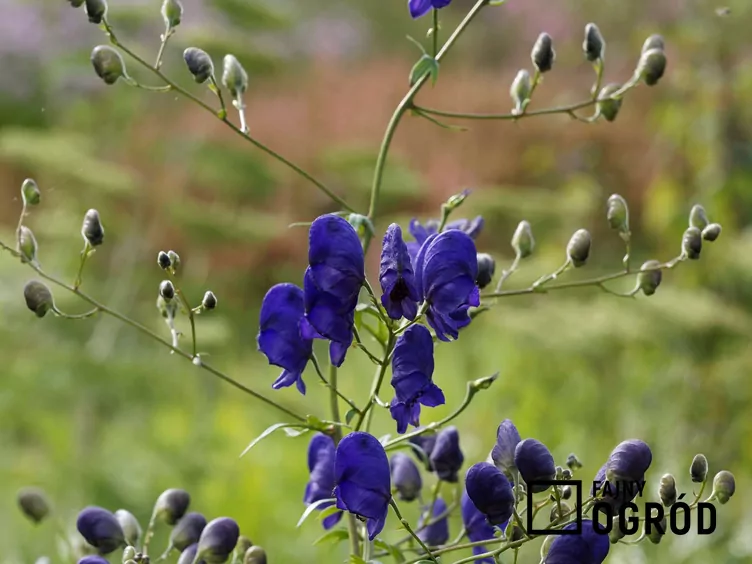 Tojad Fischera - zdjęcie 5