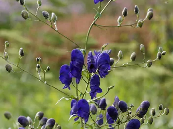 Tojad Fischera - zdjęcie 5